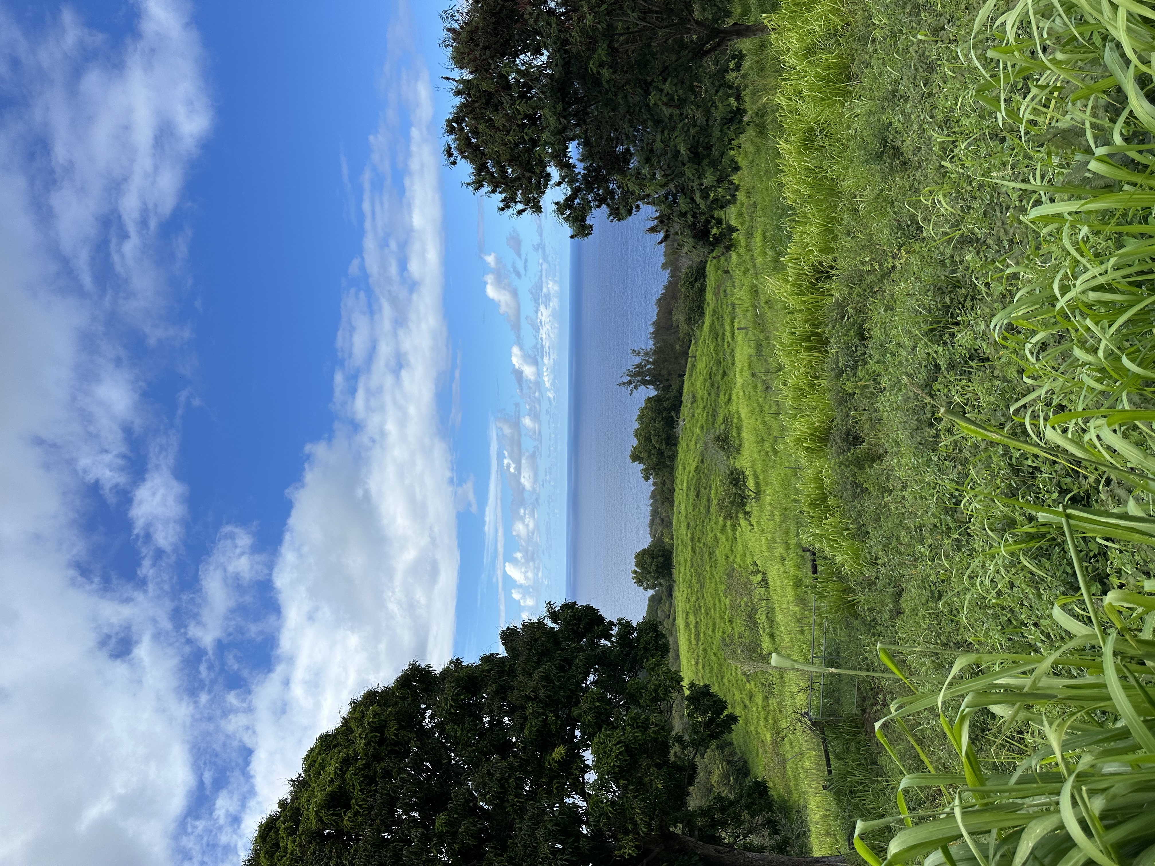 474536 HONOKAA WAIPIO RD , Honokaa, HI 1,495,000 Land for Sale