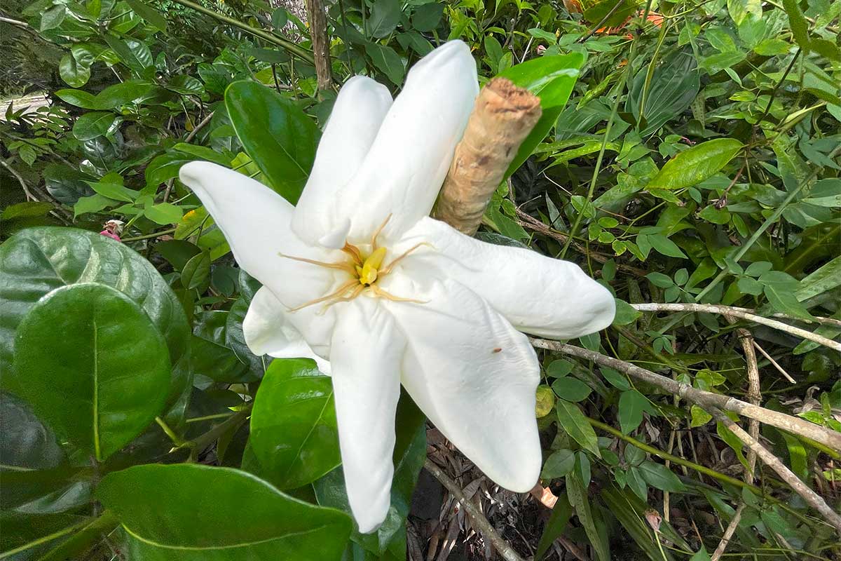 Photo 7 of Kaihulali St, Pahoa