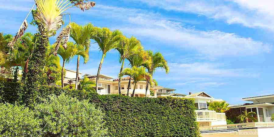 Houses in Diamond Head Hidden Among Lush Green