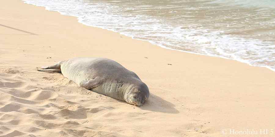 37 Best Beaches on Oahu With Map & Stunning Photos