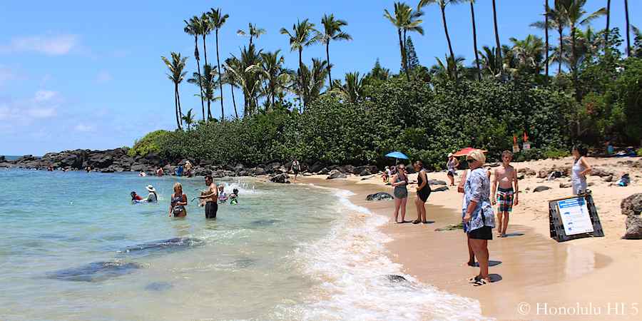 Laniakea Beach