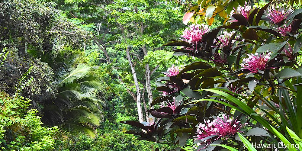 Lush Vegetation in Kaneohe