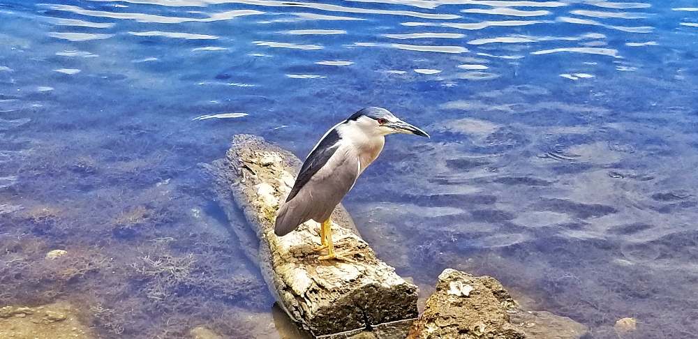 Hungry Hawaiian Bird