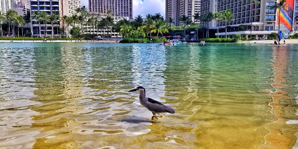 Hungry Hawaiian Bird In Lagoon