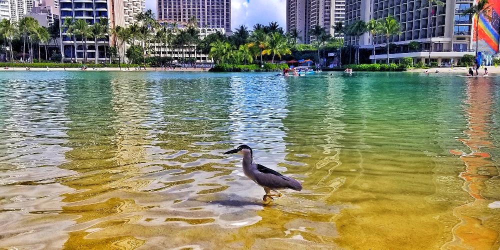 Hawaiian Bird