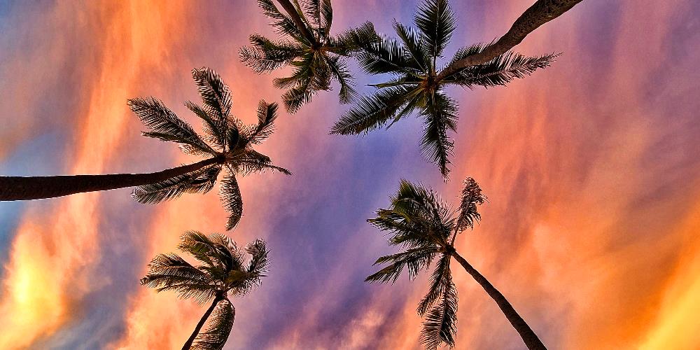 Palm Trees seen from my Hammock - 2 hours later