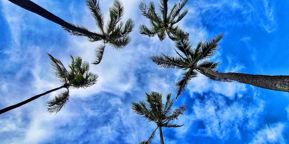 Palm Trees seen from my Hammock