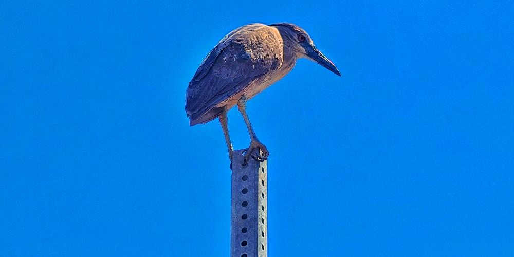 Bird On A Pillar